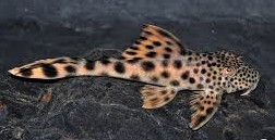 PECKOLTIA SABAJI RIO BITA L075