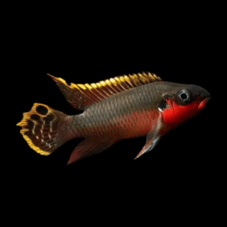 PELVICACHROMIS PULCHER SUPER RED
