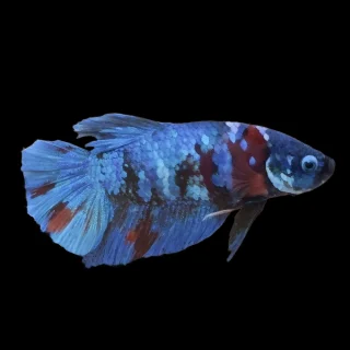Pez Betta 006 (fotografía real)
