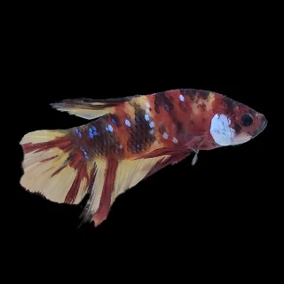 Pez Betta 007 (fotografía real)