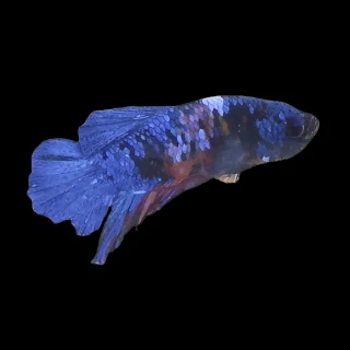 Pez Betta 008 (fotografía real)