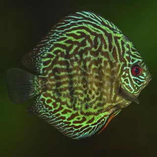 Pez Disco Green Turquesa Premium