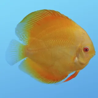 Pez Disco Pearl Diamond Premium