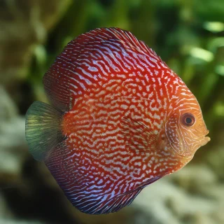 Pez Disco Red Snake Skin Premium