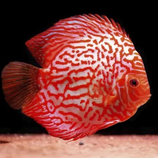 Pez Disco Stardust Red Snakeskin Premium