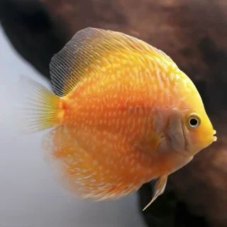 Pez Disco Sun Flower Premium