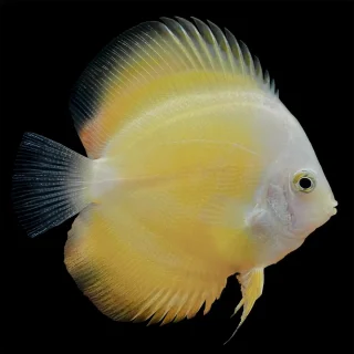 Pez Disco Yellow Melon Premium