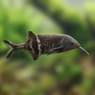 Pez Elefante | Gnathonemus petersii