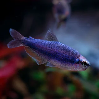 Pez Emperador Oro / Rosa | Inpaichthys kerri