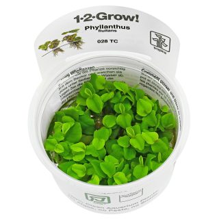 PHYLLANTUS FLUITANS EN CUP