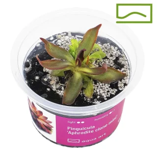 Pinguicula Aphrodite Clone Mini