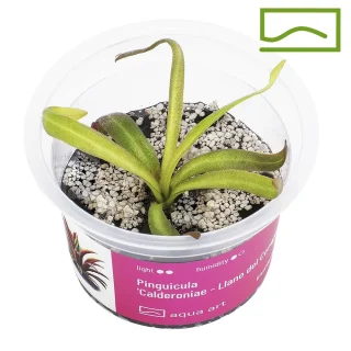 Pinguicula Calderoniae “Llano del Conejo”