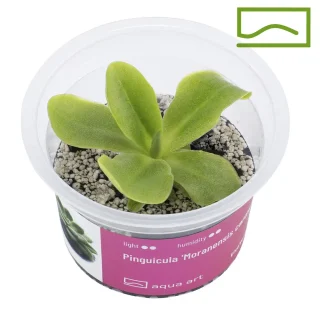Pinguicula Moranensis Carow
