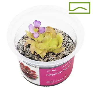 Pinguicula Sethos
