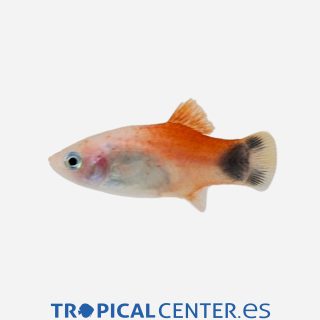 Platy Red top Mickey