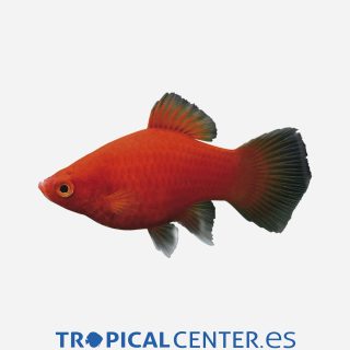 Platy Coral rojo oscuro 💎HQF💎