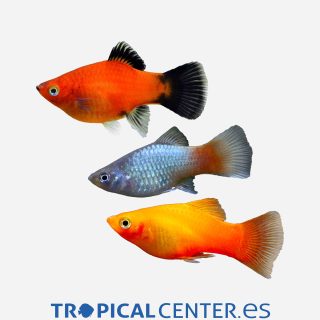 Platy Coral surtido 💎HQF💎