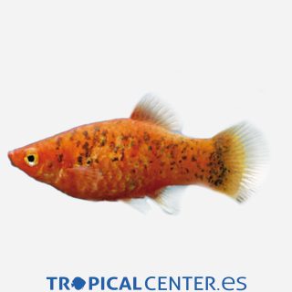 Platy Red Calico