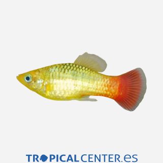 Platy variatus Verde