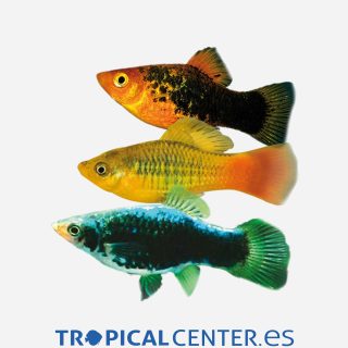 Platy variatus Surtido