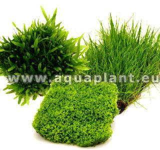 MICROSORUM PTEROPUS MINI EPACMAT AQUAPLANT  8 X 13 CM