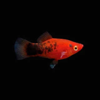 Platy Coral Berlín Rojo | Xiphophorus maculatus