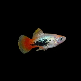 Platy Cristal Cola Roja | Xiphophorus maculatus
