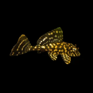 Plecostomus Naranja Mármol 5-6 | Glyptoperichthys joselimaianus