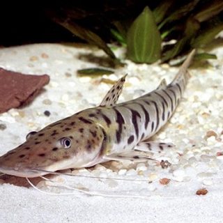 PSEUDOPLATYSTOMA FASCIATUM