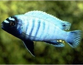PSEUDOTROPHEUS POLIT