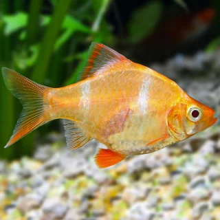 Tetrazona Barbo Tigre Albino S | Puntius tetrazona