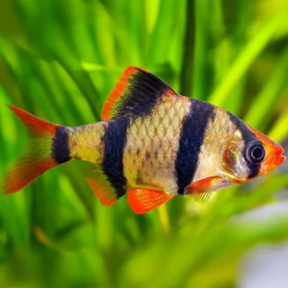 Tetrazona Barbo Tigre S | Puntius tetrazona