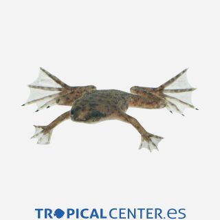 Hymenochirus boettgeri 💎HQF💎