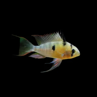 Ramirezi Boliviano | Mikrogeophagus altispinosus