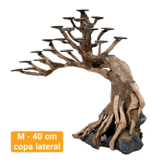 Bonsai Kyoto M 40 cm copa lateral
