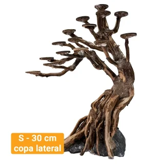 Bonsai Kyoto S 30 cm copa lateral