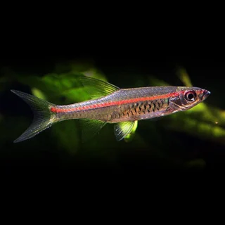 Rasbora de línea roja | Rasbora pauciperforata