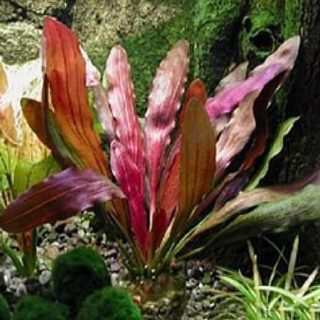ECHINODORUS RED DIAMOND POT