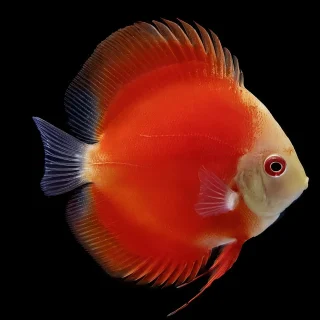 Pez Disco Red Marlboro Premium