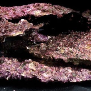 ROCA VIVA ARRECIFE PLANA