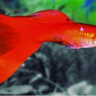 GUPPY MACHO ROJO SOLIDO