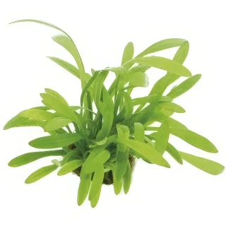 Sagittaria subulata var. pusilla