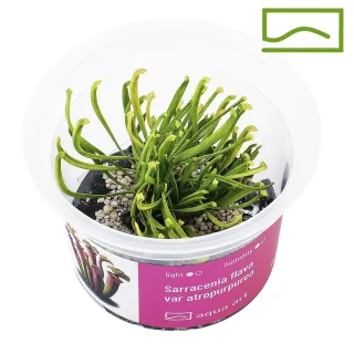 Sarracenia Flava Atropurpurea