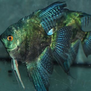 ESCALAR PINOY MARMOL AZUL