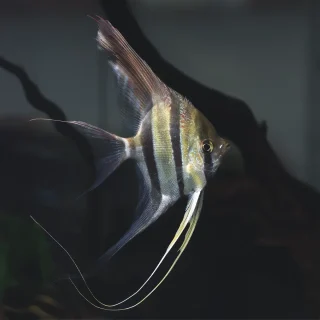 Scalar Altum Orinoco | Pterophyllum scalare