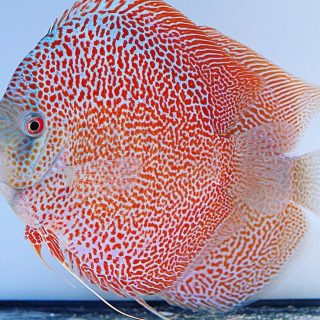 DISCO RED SCARLET SNAKE SKIN 12 CM