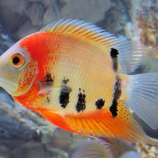 HEROS EFASCIATUS ROTKEIL  4-5 cm