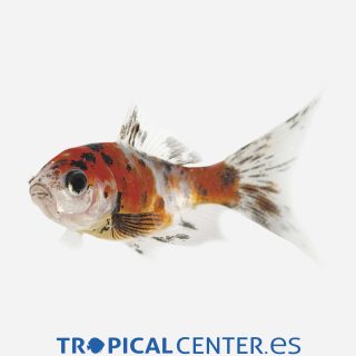 Shubunkin 💎HQF💎