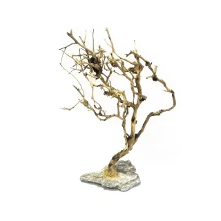 Small Tree Compact M