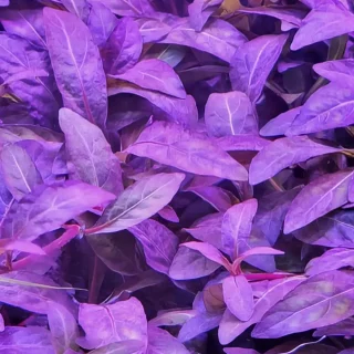 Staurogyne Repens Purple
